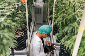 worker in a cannabis farm with a tablet in his hand