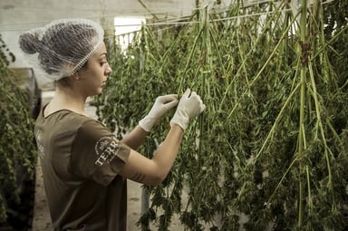 Woman tending cannabis plants in regulated setting