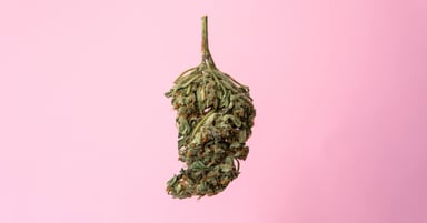 Image of drying cannabis