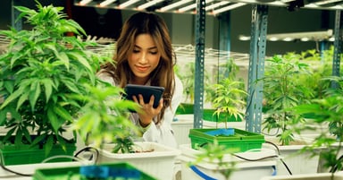 Woman checking cannabis plants
