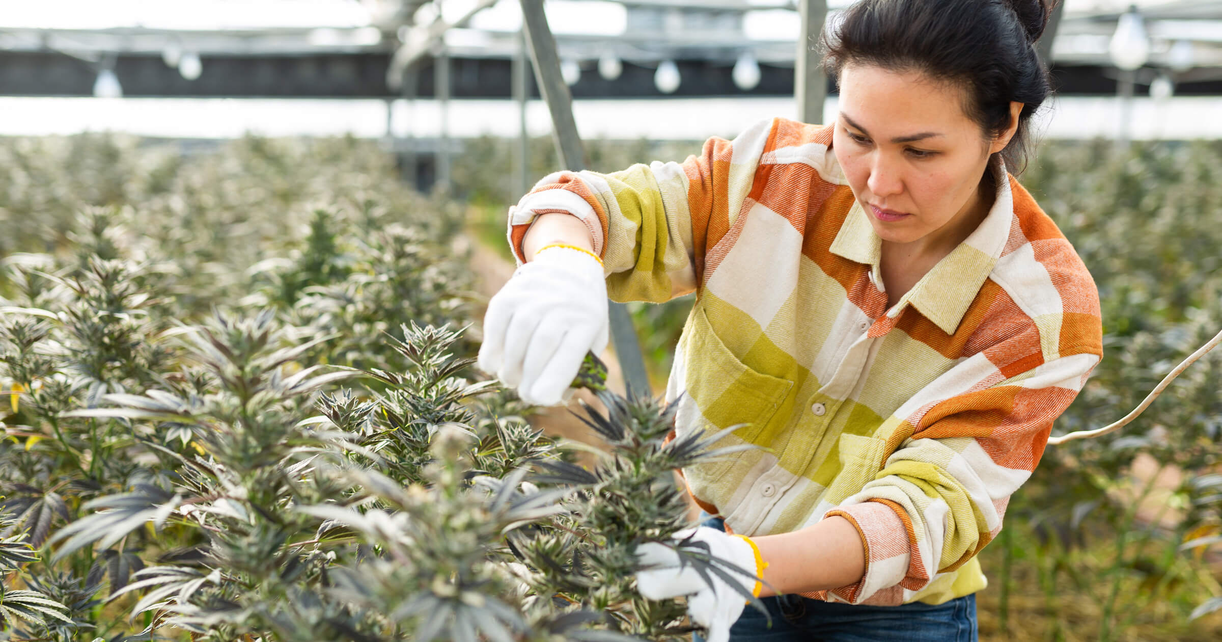21 Tips for Building a Wildly Successful Cannabis Business
